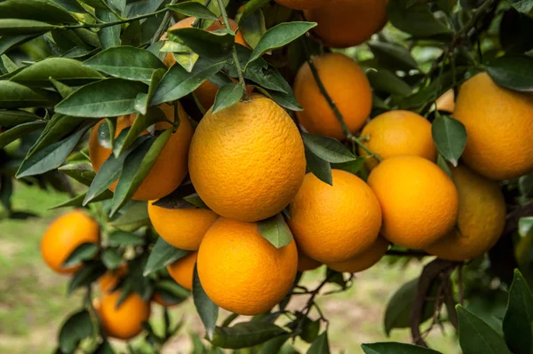 Bahçede portakal ağacı — Stok fotoğraf