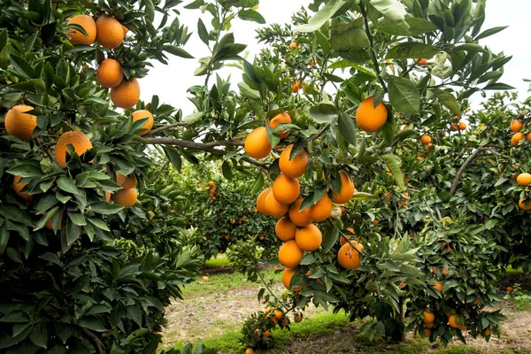 Oranžové stromy v zahradě — Stock fotografie