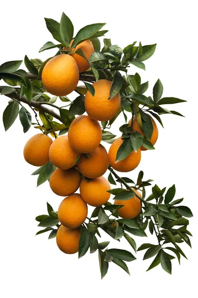 新鲜的橘子树分支 — 图库照片