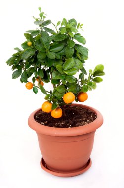 Mandalina ağacı izole 