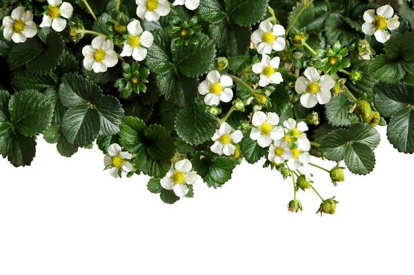 Strawberry flowers with leaves on white background — Stock Photo, Image