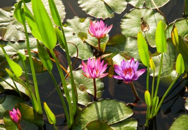 Pink lotuses  in natural pond in the sunlight clipart