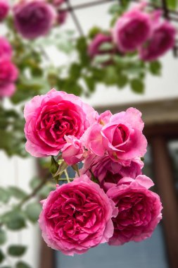 Güzel pembe güller