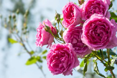 Güzel pembe güller