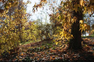 Güzel Jerusalem Botanik Bahçesi. İsrail