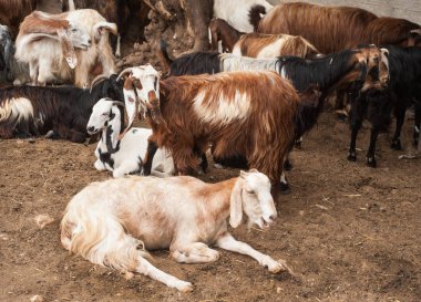 Çiftlikte keçi var. İsrail.