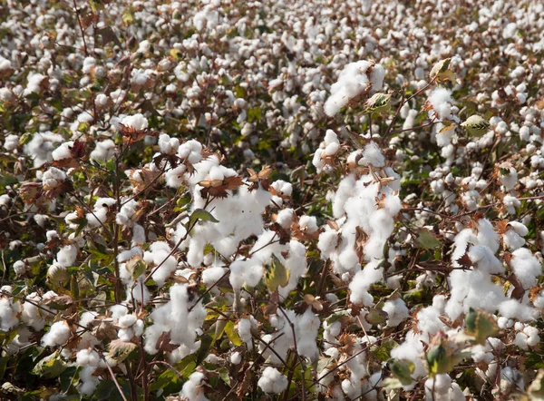 Cotton Fields Ready Harvesting Israel — Stock Photo, Image
