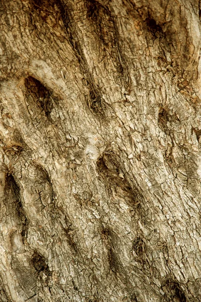 墙纸和背衬用的老橄榄树皮质地背景 — 图库照片