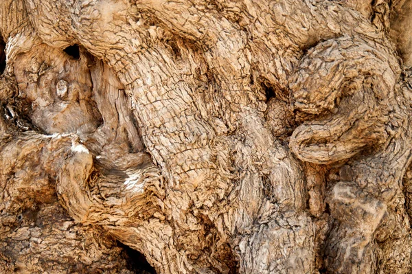 墙纸和背衬用的老橄榄树皮质地背景 — 图库照片