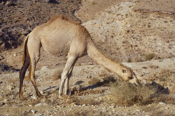 Верблюд Ест Траву Пустыне — стоковое фото