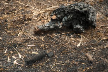 Sönmüş bir orman yangınından sonra toprağı yaktı. Yeryüzündeki bir ağaç parçası.