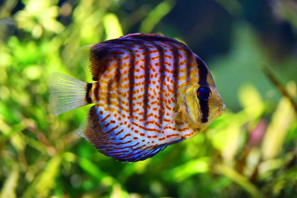 Discus vis in het aquarium — Stockfoto