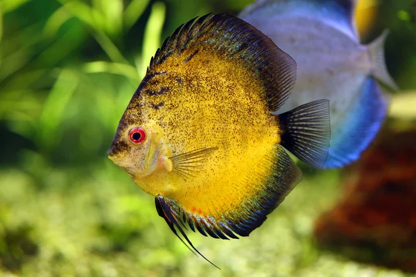 Рыба-диск в акватории — стоковое фото
