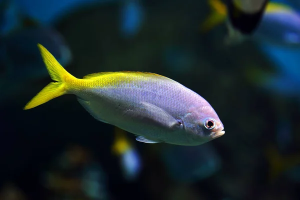 Vissen met een gele staart — Stockfoto