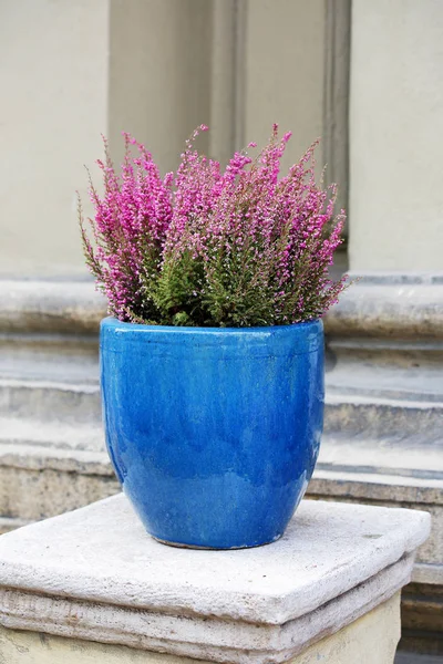 Flowering heather in the pot — Stock Photo, Image