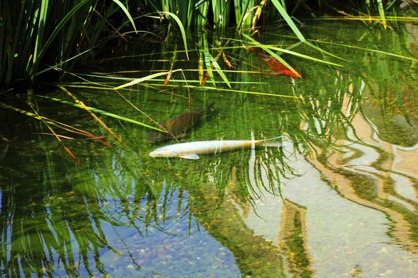 Peces flotando en un estanque — Foto de Stock