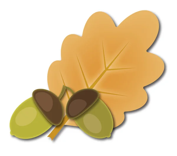 Two acorns and oak leaf — Stock Photo, Image