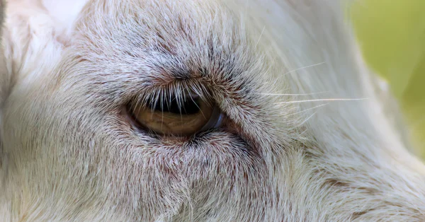 ヤギの目のクローズ アップ — ストック写真