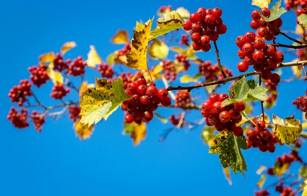 Ripe hawthorn berries — Stock Photo, Image