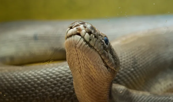 Python i terrariet — Stockfoto