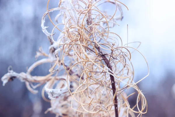 Szárított őszi fireweed — Stock Fotó