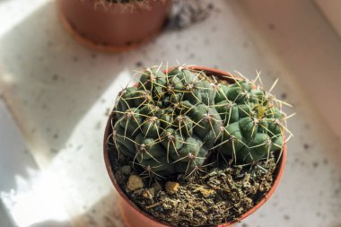 Kaktüs Gymnocalycium bir çiçek kap içinde büyür.