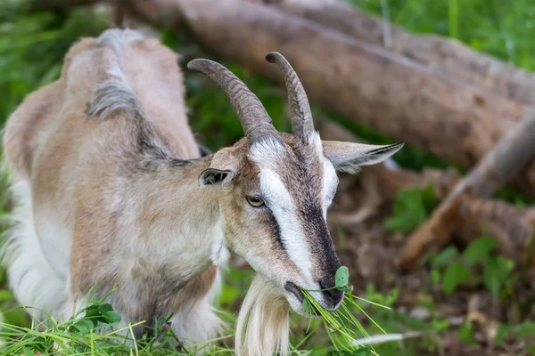 Adult village goat — Stock Photo, Image