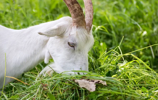 Adult white goat — Stock Photo, Image