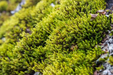 Yeşil yosun. Yakın çekim.