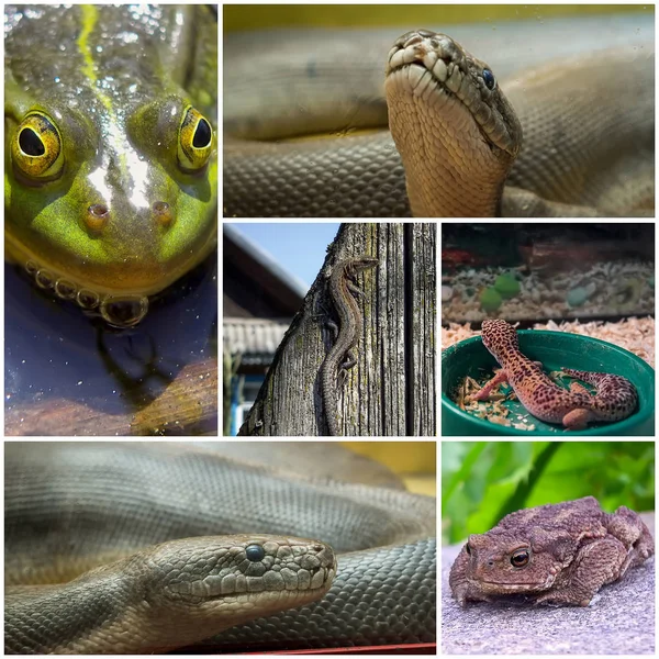 Collage med reptiler och groddjur — Stockfoto