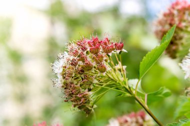 Puzyreplodnik kalinolistny, Physocarpus opulifolius