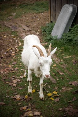 yetişkin beyaz keçi