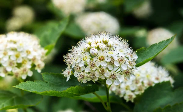 Puzyreplodnik kalinolistny, Physocarpus opulifolius — Stock Photo, Image