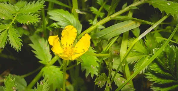 Potentilla anserina, Silverweed — Stock Photo, Image