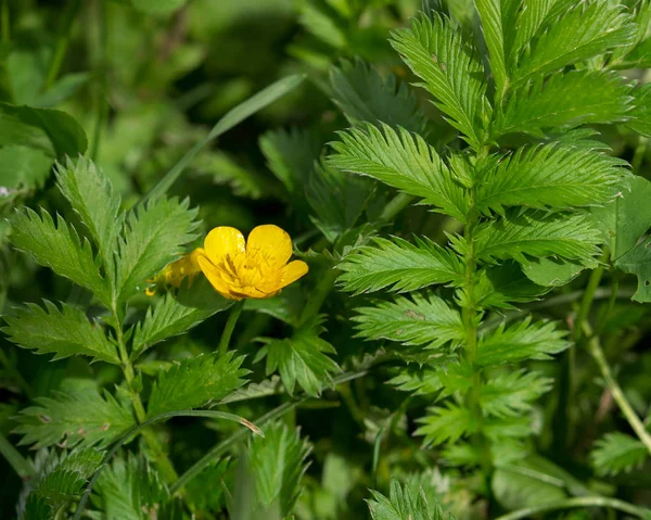 キジムシロ属 anserina、Silverweed — ストック写真