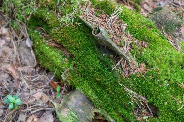 Yeşil yosun. Yakın çekim.