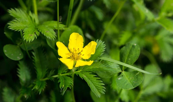 Potentilla anserina, Silverweed — Stock Photo, Image