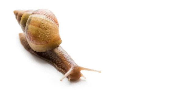 Caracol grande Achatina — Fotografia de Stock