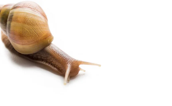 Caracol grande Achatina — Fotografia de Stock