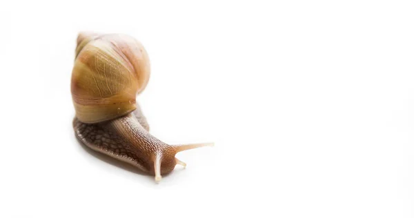 Caracol grande Achatina — Fotografia de Stock