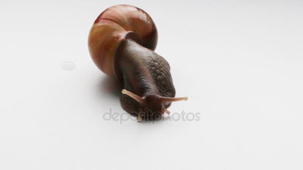 Giant snail Achatina — Stock Video