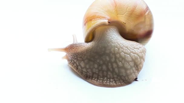 Riesenschnecke achatina — Stockvideo