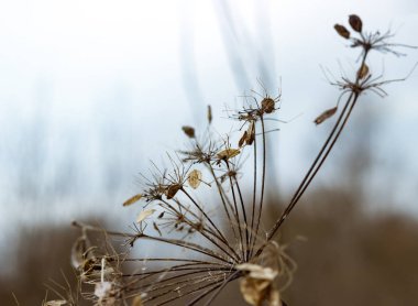 Şemsiye Aegopodium podagraria