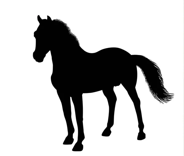 Silhouette of a standing horse — Stock Vector