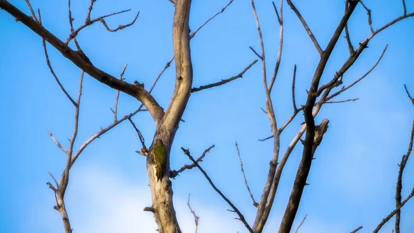 Pájaro carpintero verde canoso — Foto de Stock