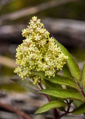 Güzel çiçekli mürver