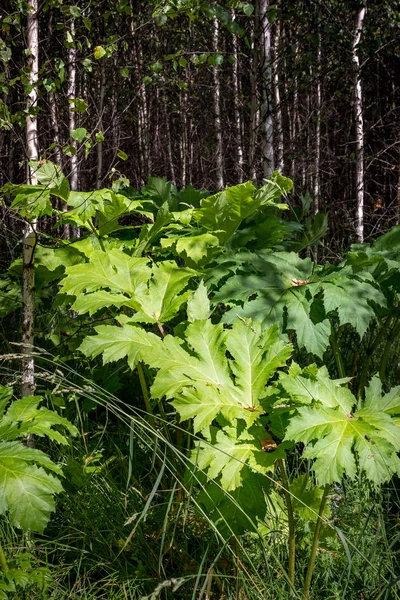 Grandes matorrales de Heracleum —  Fotos de Stock