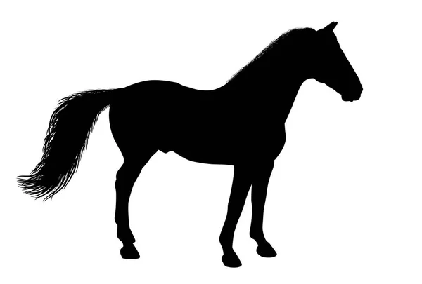 Silhouette of a standing horse — Stock Vector