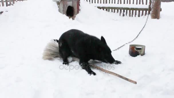 Cão de jardim preto joga no inverno — Vídeo de Stock