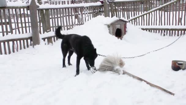 Fekete udvar kutya játszik a csont — Stock videók